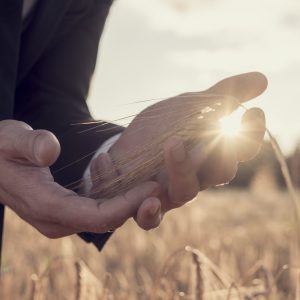 Hands of a man in a wheat field with sunburst